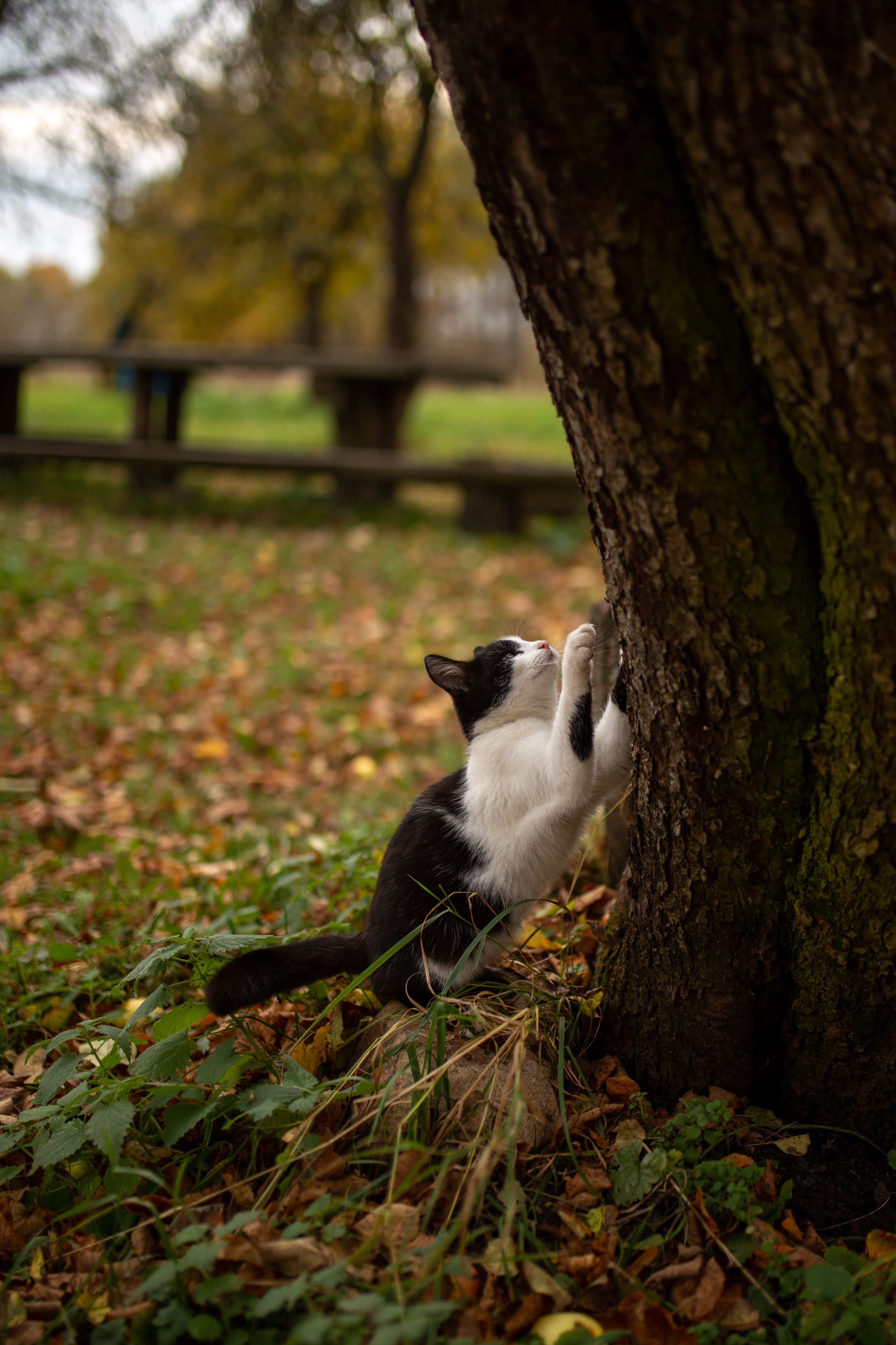 A Black and White Coat Cat Near the Tree Trunk · Free Stock Photo