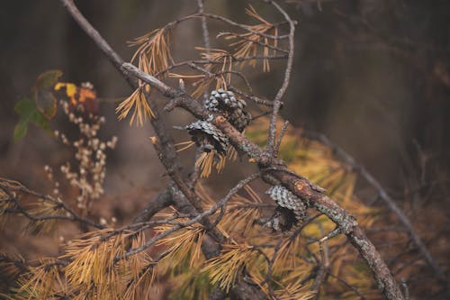 Close-up of Pine Cones on a Tree Branch