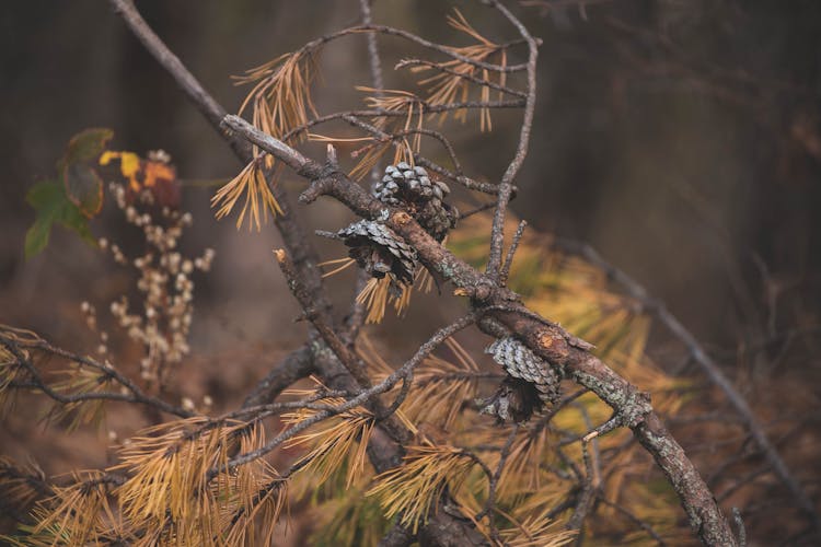 Pinecones 