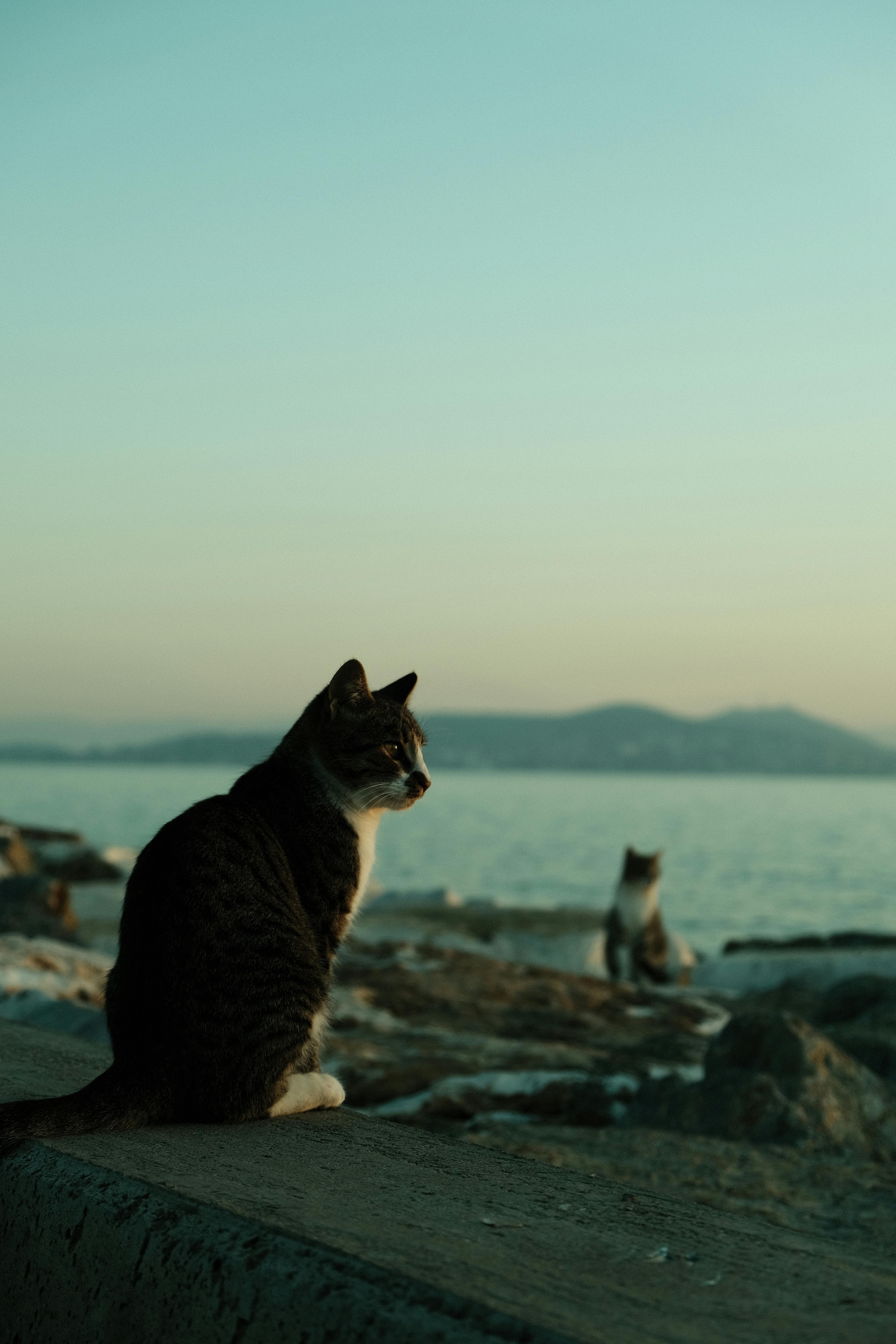 cat sitting on a concrete wall