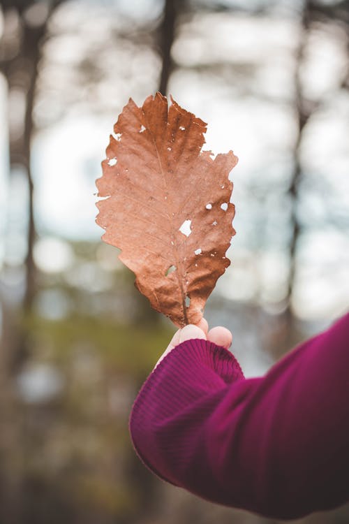 Hand Holding Autumn Leaf