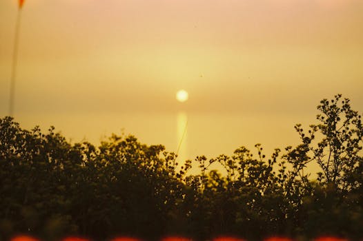 A peaceful sunset over the horizon with plants silhouetted in the foreground, creating a calming scene.
