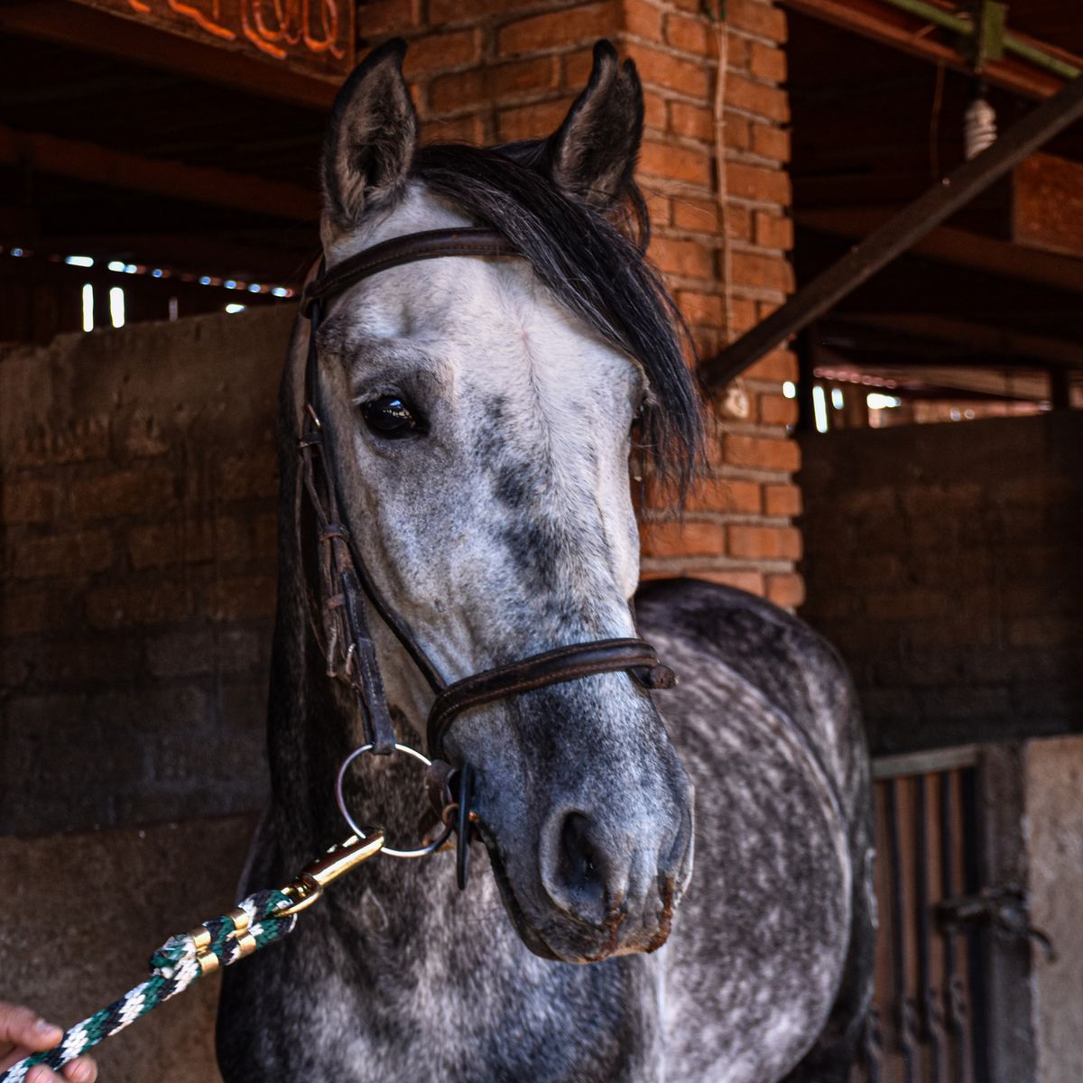 Close-up of a dapple grey horse wearing a leather bridle in a stable.