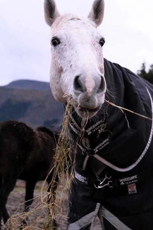 Fotobanka s bezplatnými fotkami na tému dedinský, hracie pole, jedenie