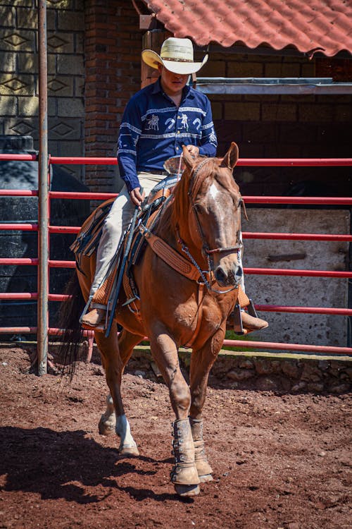 Foto d'estoc gratuïta de barret de cowboy, cavall, conduint