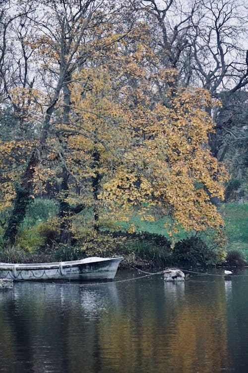 下落, 停泊, 公園 的 免费素材图片