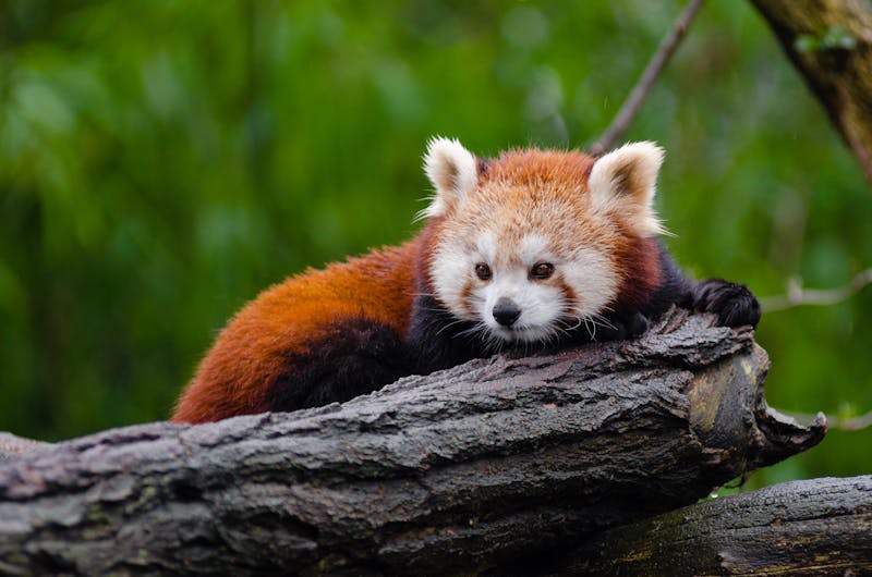 Charming photo of a red panda lying on a tree trunk, showcasing its unique features.