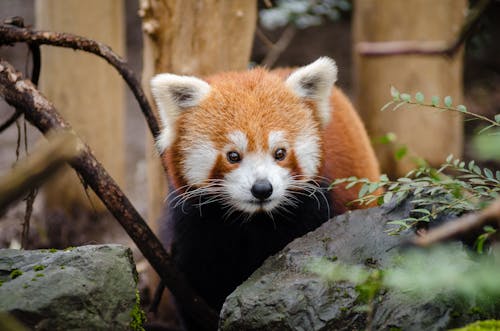 Foto d'estoc gratuïta de animal, bufó, panda vermell