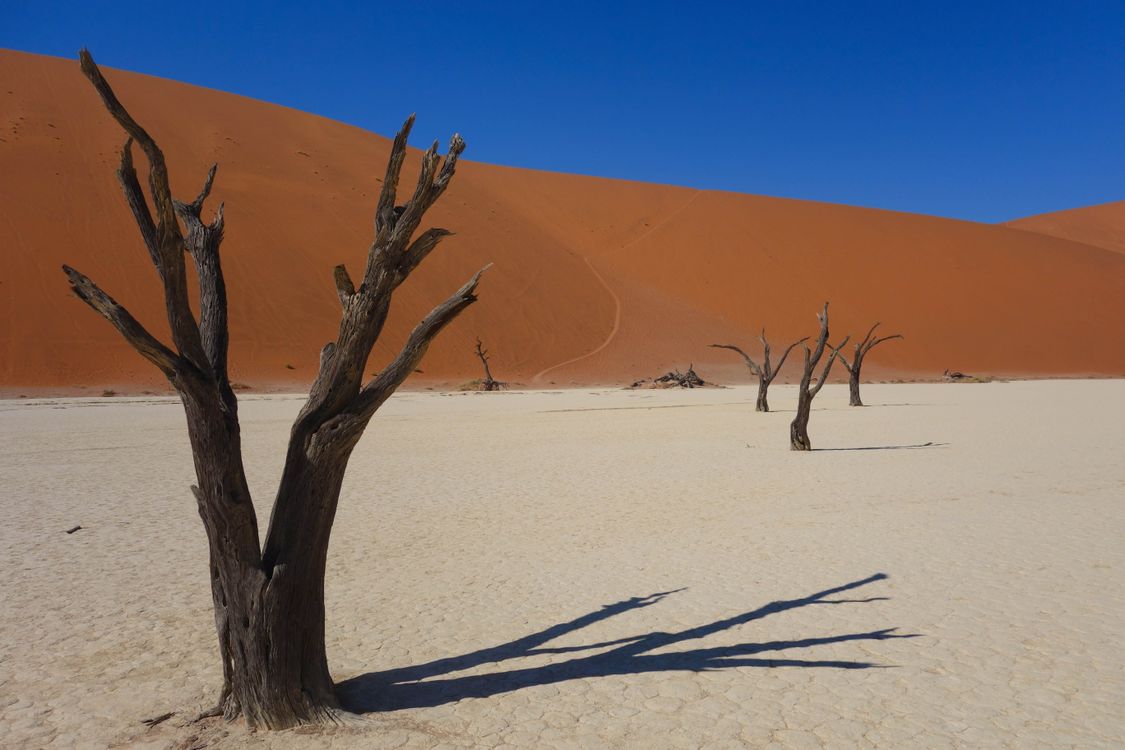 Bare Trees In The Desert Free Stock Photo bare-trees-in-the-desert-free-stock-photo