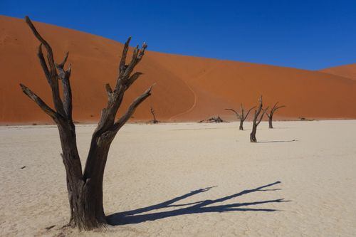 Free Stunning view of Deadvlei in Sossusvlei, Namibia with bare trees against red dunes. Stock Photo