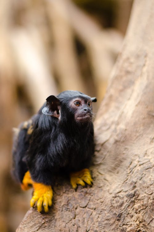 Black Long Fur Animal With Yellow Claws on Tree Trunk during Day Time