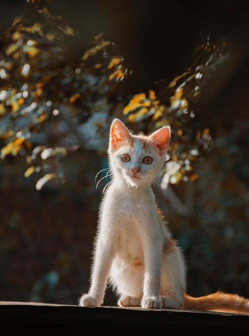 Free Cute white and orange kitten sitting outdoors in warm natural sunlight. Stock Photo
