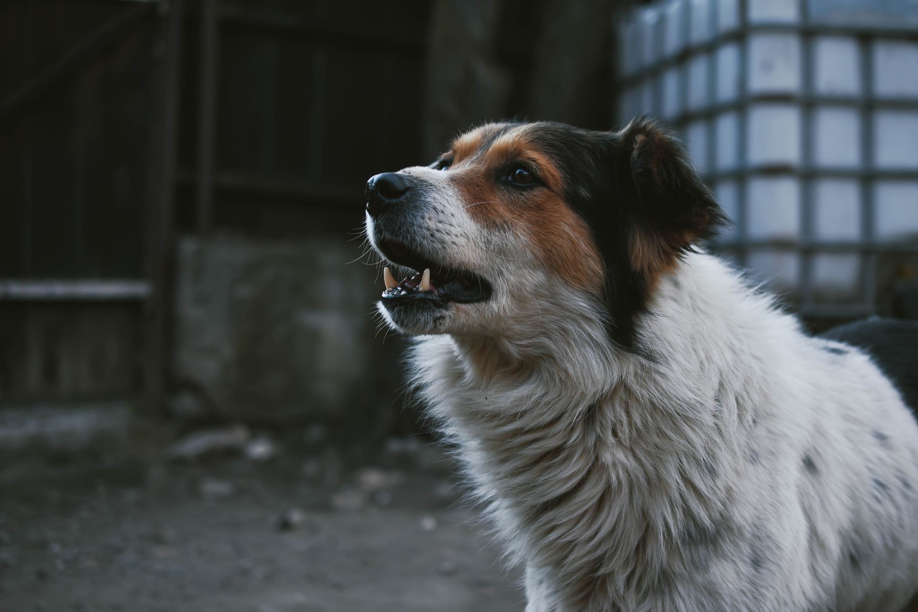 Portrait of a dog at a veterinary clinic