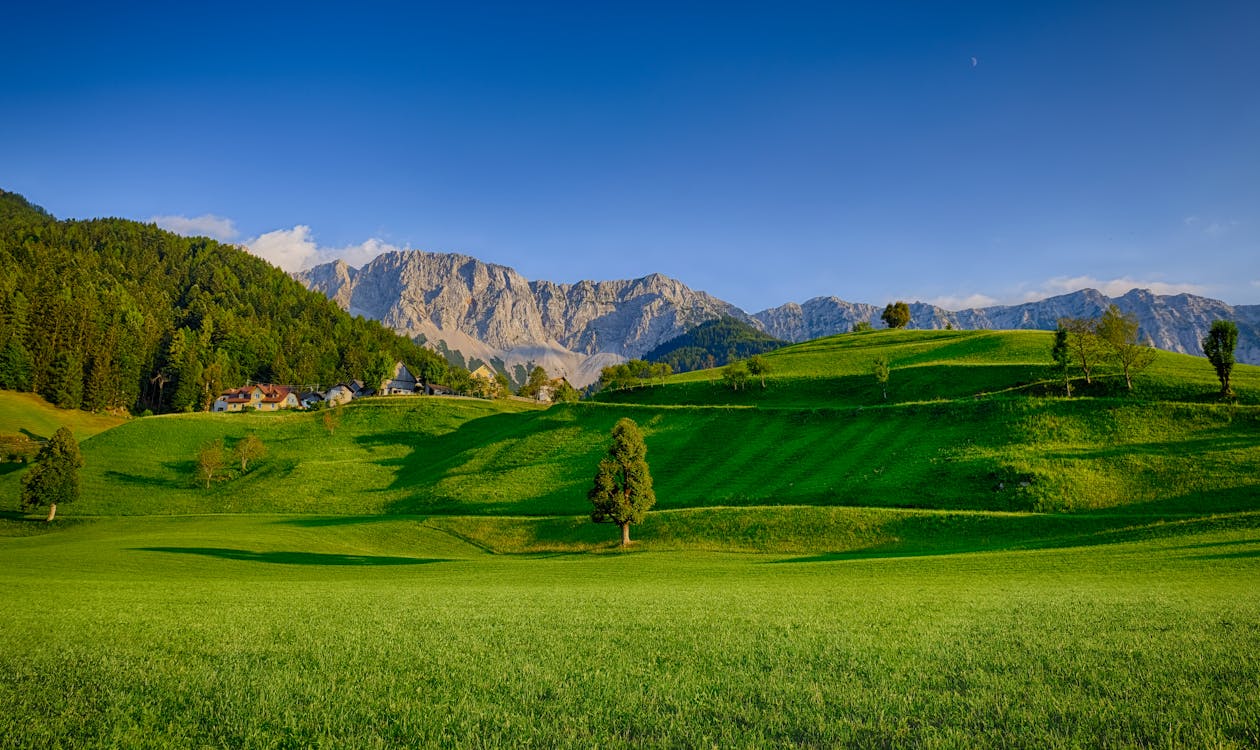 Photographie De Paysage De Champ D'herbe Verte