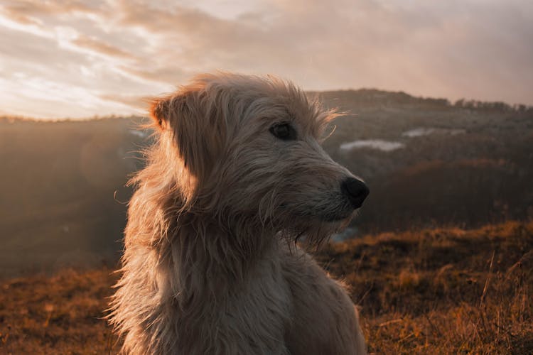 Dog In Close Up Photography