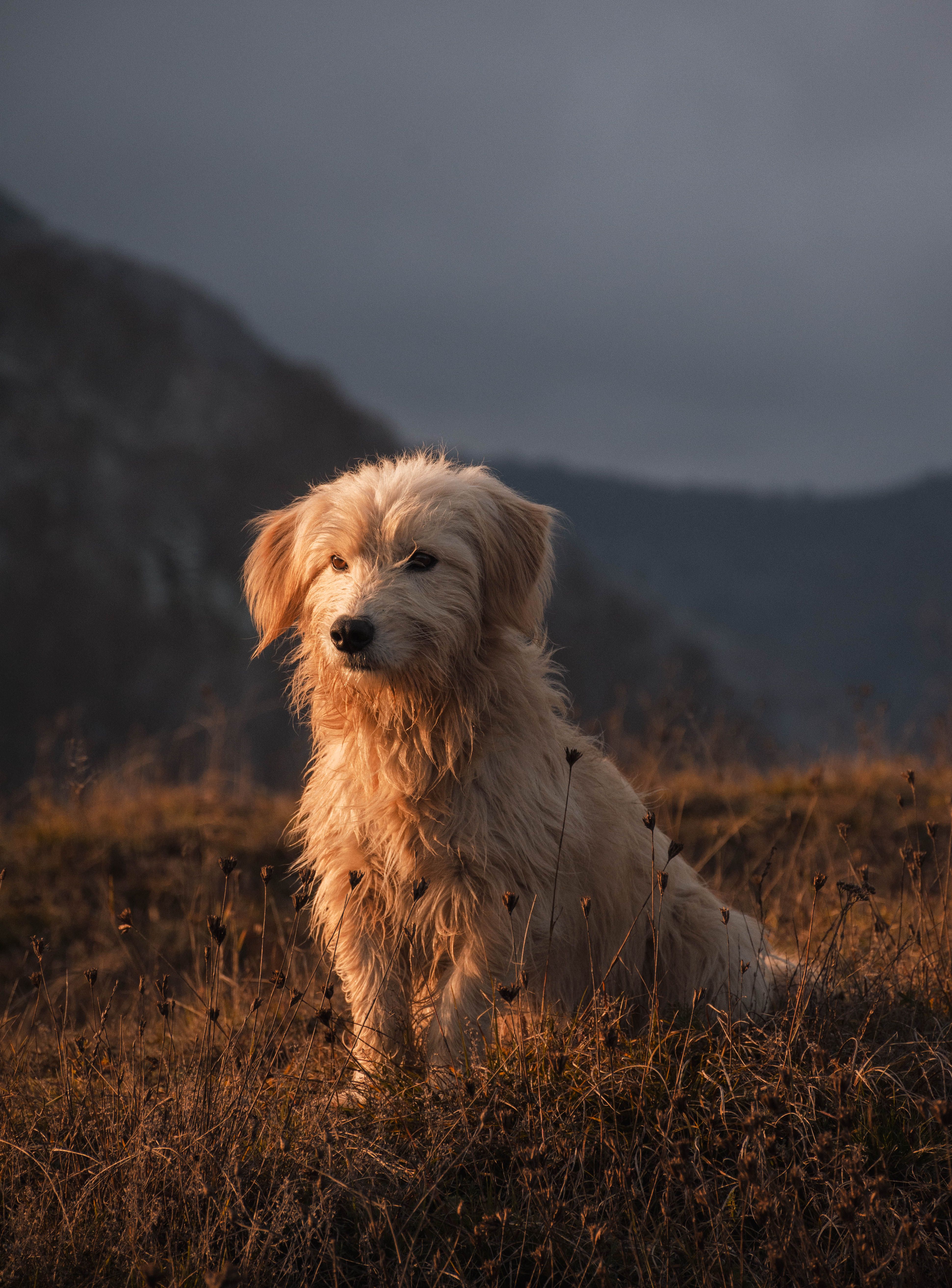 A fluffy Golden Retriever sits peacefully in a mountain meadow during sunset, capturing a serene moment.