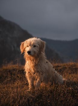 A fluffy Golden Retriever sits peacefully in a mountain meadow during sunset, capturing a serene moment.