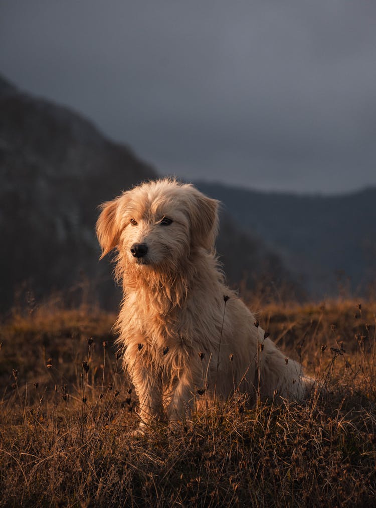 Dog At Mountain Meadow