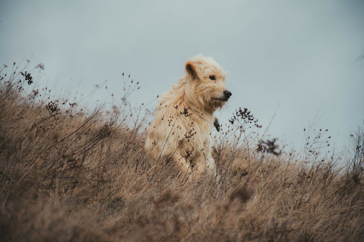 Dog In MEadow In The Evening