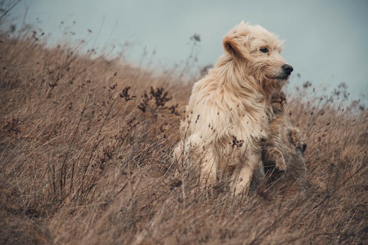 Cute Dog Sitting In Field