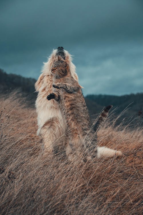 Free Dog and Cat in Meadow Stock Photo