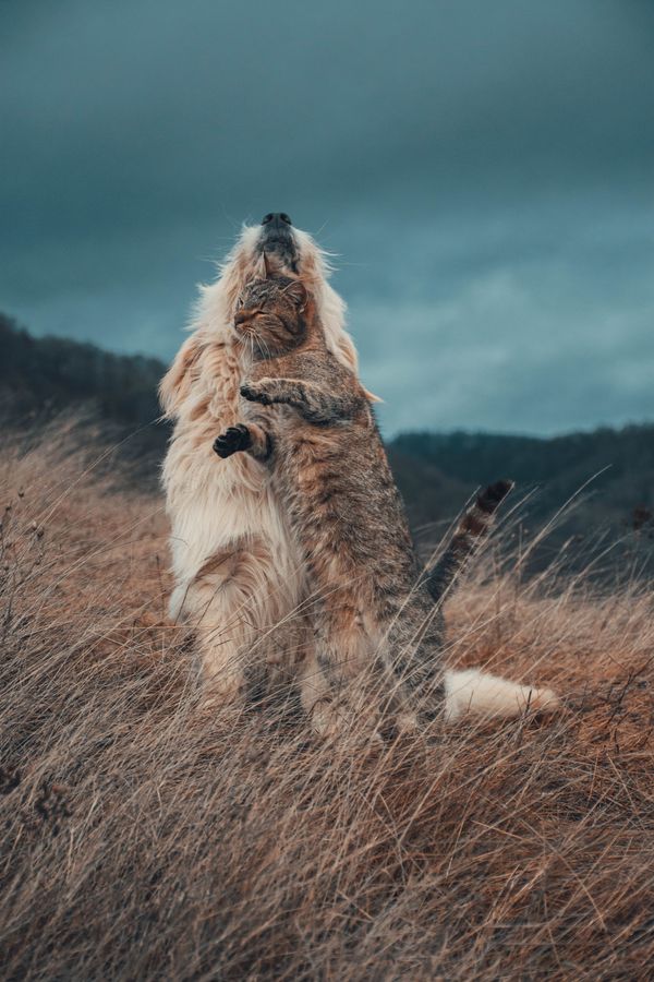 Perro y gato felices
