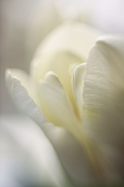 A soft, dreamy close-up of a white tulip blossom with delicate petals.