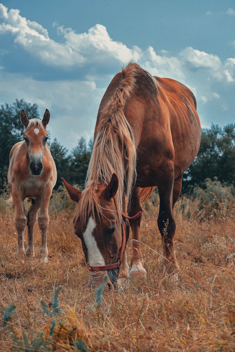 Horses Eating Brown Grass