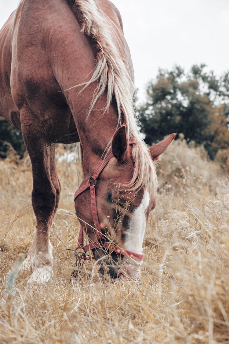 A Horse Eating A Grass 