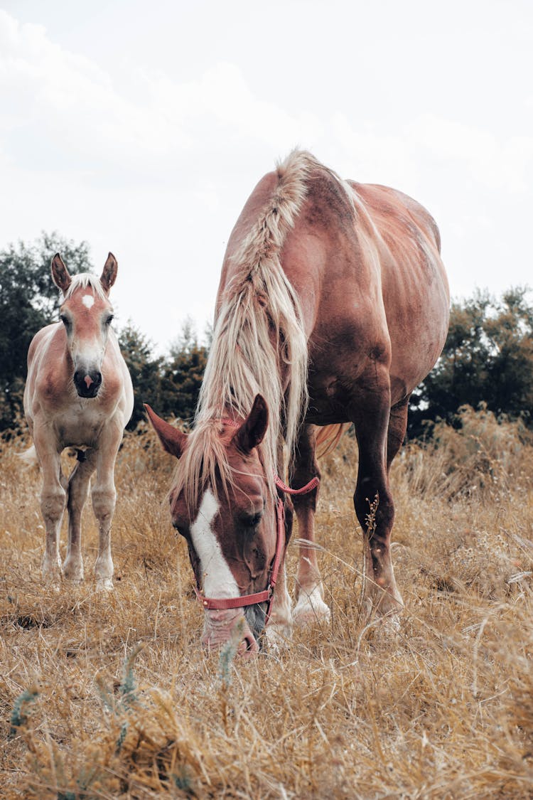 A Horse Eating A Grass