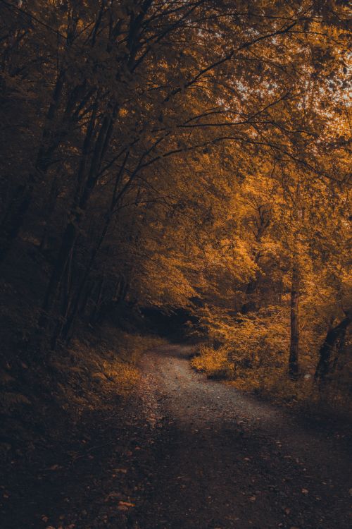 Free A quiet pathway winding through a vibrant autumn forest, showcasing warm fall colors. Stock Photo