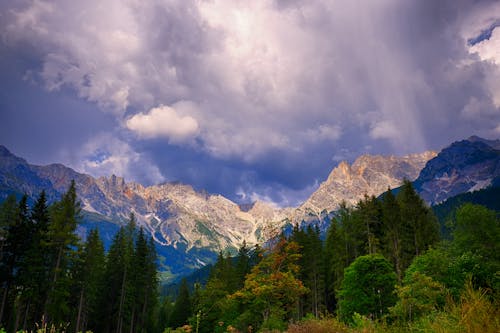 山の近くの緑の木々