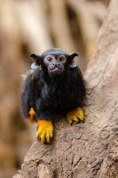Free Red-handed tamarin on Brown Tree on Close Up Photography Stock Photo