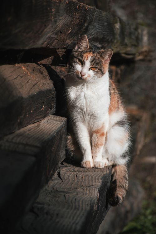 Free Cute calico cat sitting outside on rustic wooden steps, enjoying the sunlight. Stock Photo