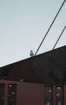 Seagull perched on a contemporary rooftop against a clear Dublin sky in Ireland.