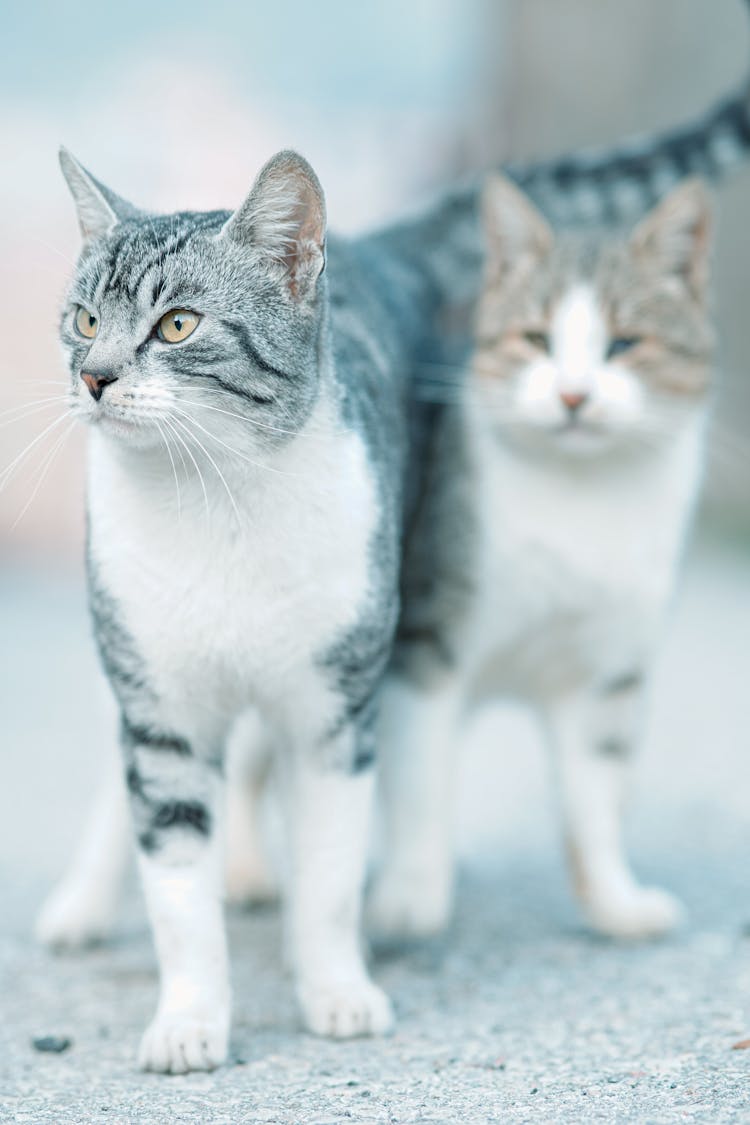 Cute Cats On Gray Concrete Ground 