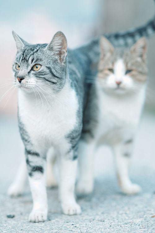 Free Charming close-up of two cats on a concrete surface, showcasing their curious expressions. Stock Photo