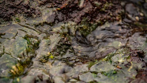 Flowing Water on Mossy Rocks