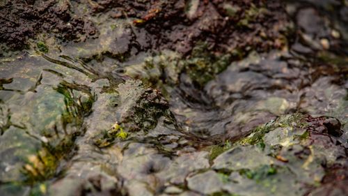 Free A detailed close-up of moss-covered rocks with water flowing through in Ucluelet, BC, creating a dynamic natural texture. Stock Photo