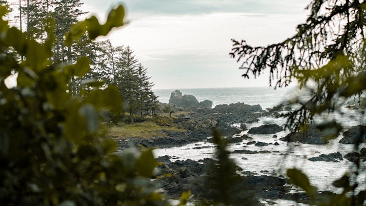 Trees Near A Rocky Coast