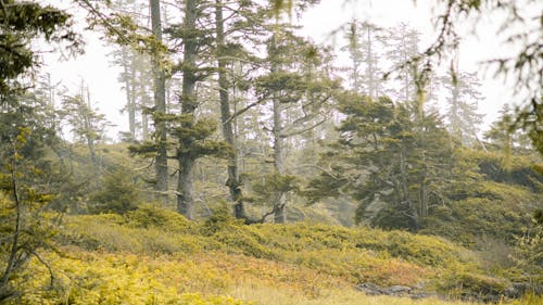 Foto d'estoc gratuïta de a l'aire lliure, amb boira, arbres