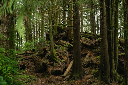 Ilmainen kuvapankkikuva tunnisteilla erämaa, kasvikunta, metsä