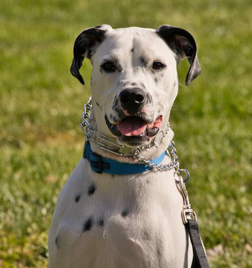 Close-Up Photo of Dalmatian