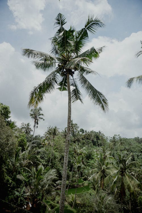 High Palm Tree