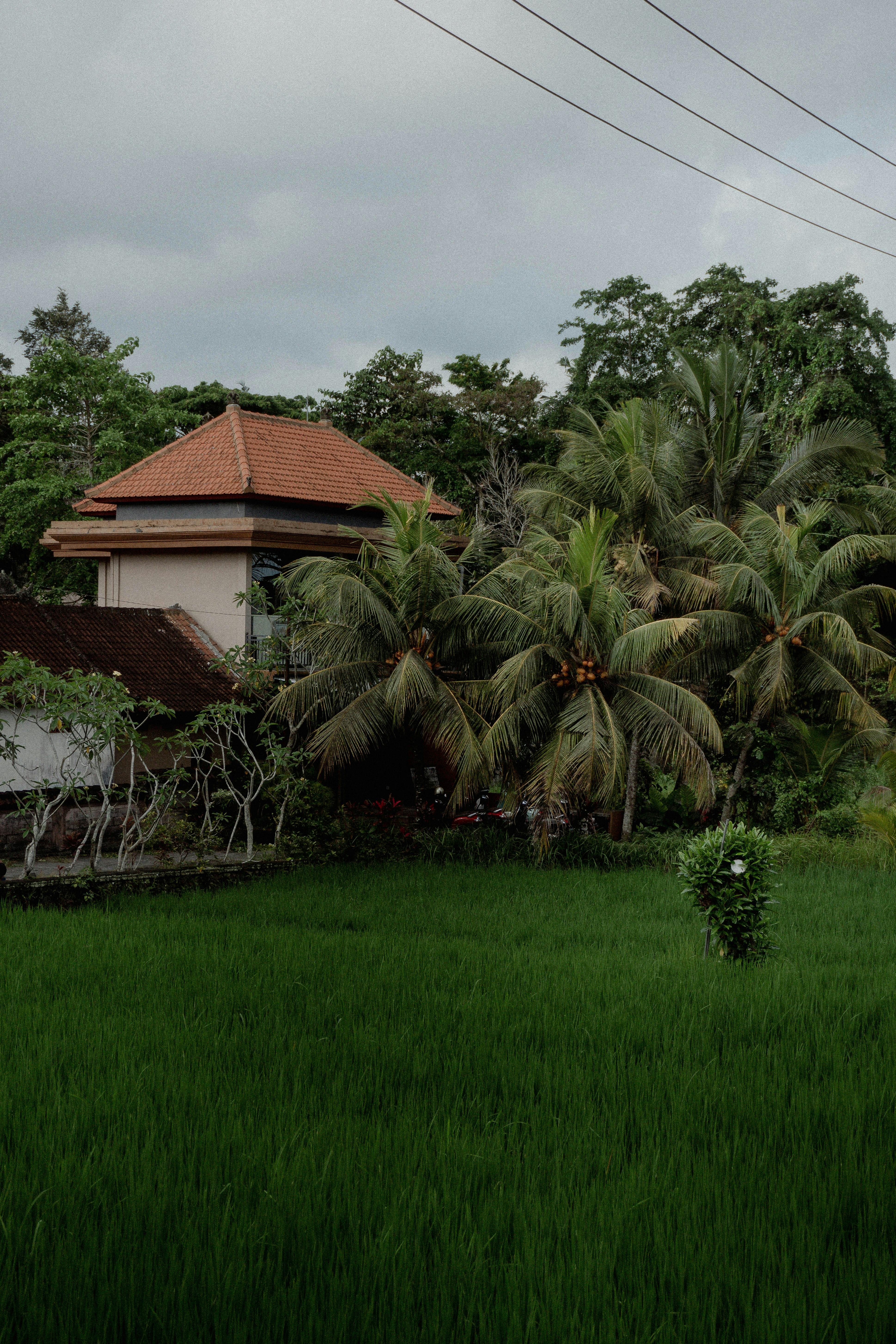 What happens if a punt hits the roof?