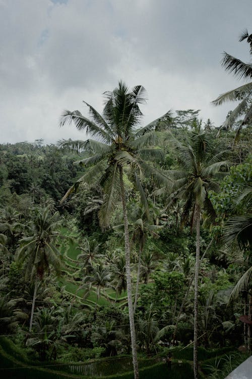 Photo of Forest under Cloudy Sky