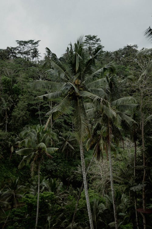 Photo of Jungle under Cloudy Sky