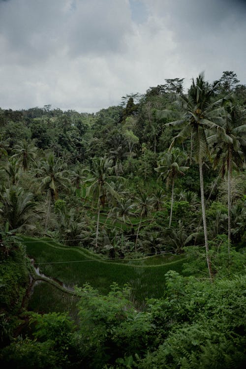 Gratis lagerfoto af jungle, kokostræer, lodret skud