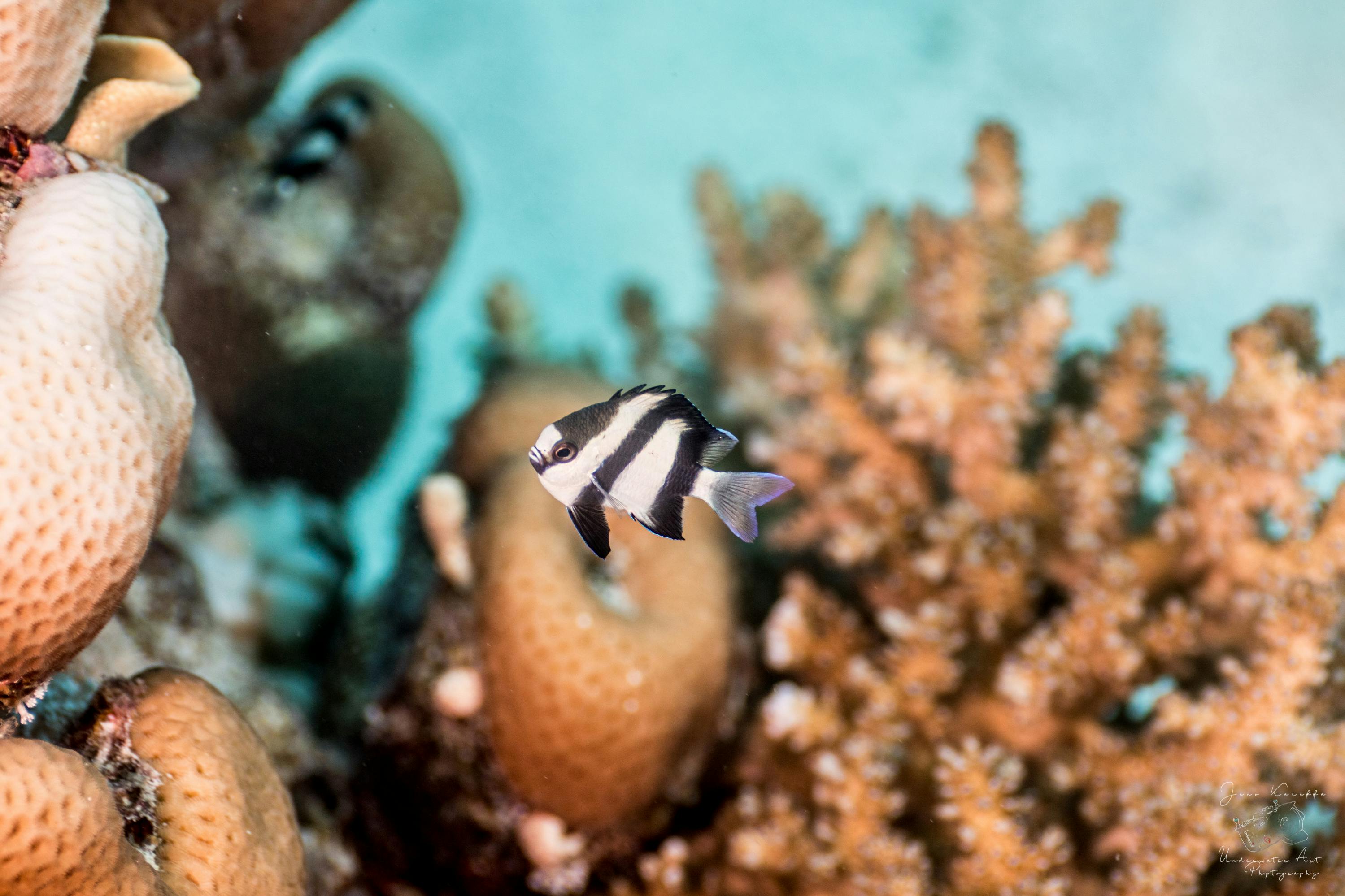 Free stock photo of Clown fish, diving, nature