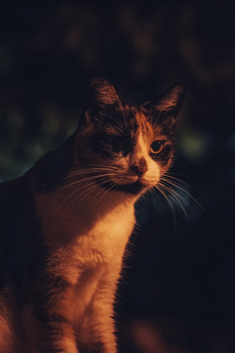 A Cat With Long Whiskers